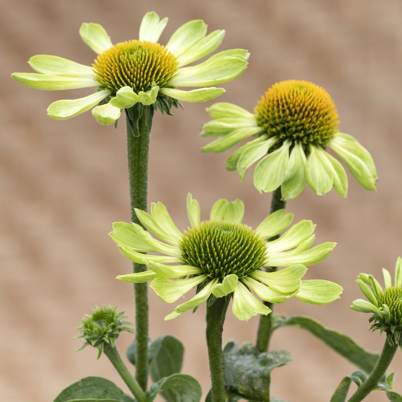 Echinacea Alan's Pride em sementes (Floração)
