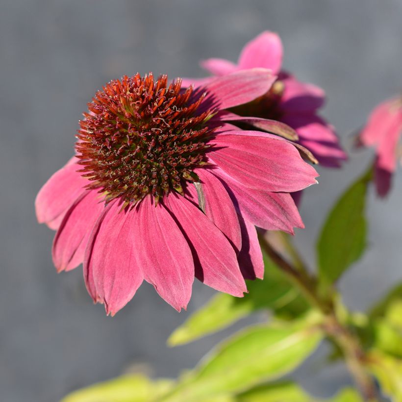 Echinacea Pow Wow Wild Berry em sementes (Floração)