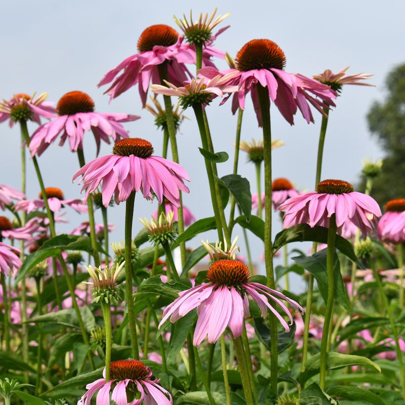 Echinacea purpurea Magnus em sementes (Hábito)