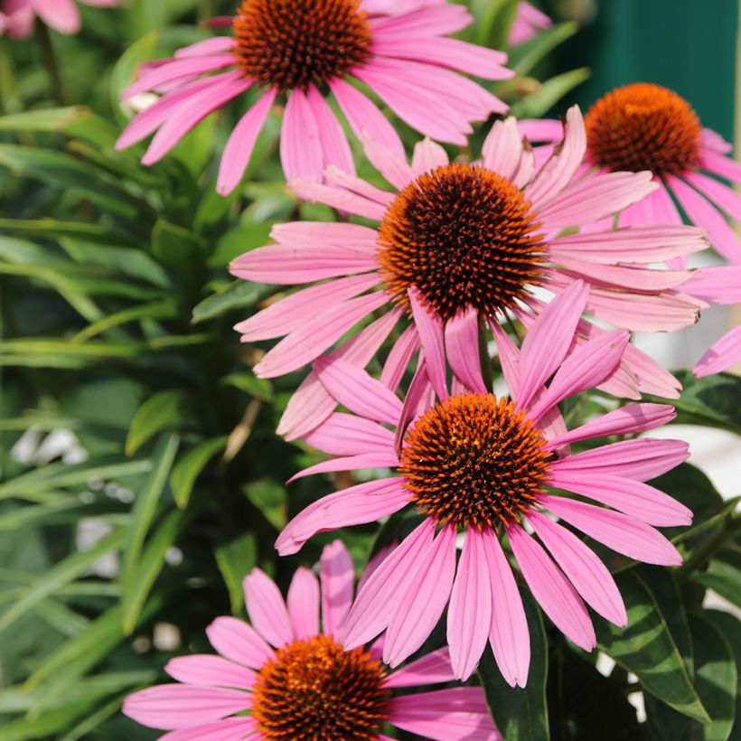 Echinacea purpurea Magnus em sementes (Floração)