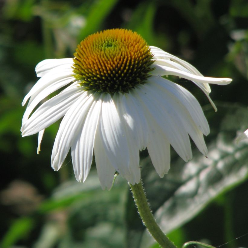 Echinacea purpurea White Swan em sementes (Floração)