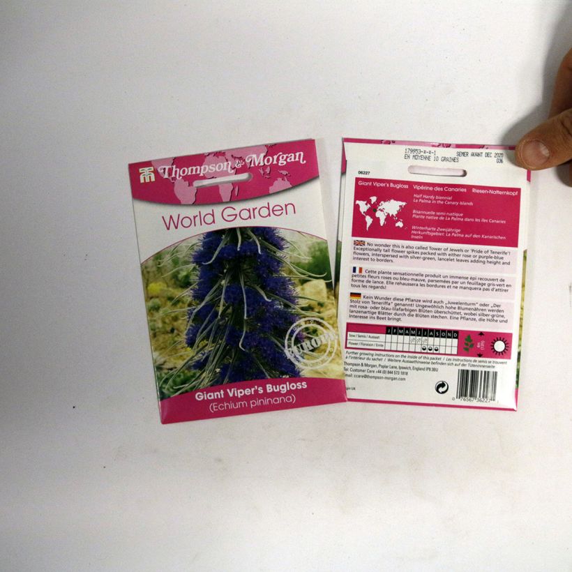 Exemplo de amostra de Graines d'Echium pininana - Vipérine des Canaries per pack of 10 seeds tal como entregue