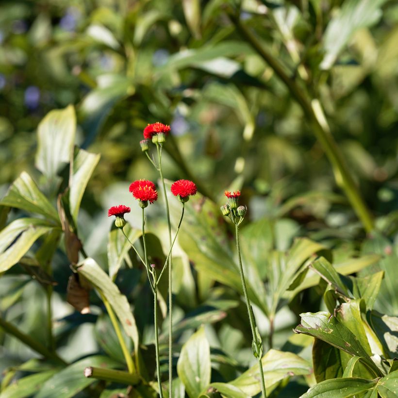 Emilia coccinea Scarlet Magic em sementes (Folhagem)