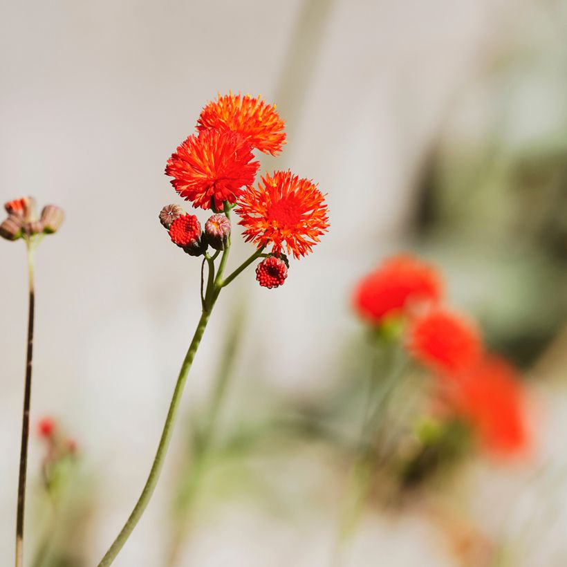 Emilia coccinea Scarlet Magic em sementes (Floração)