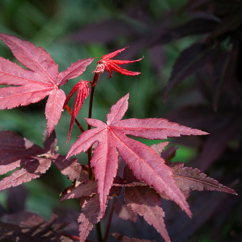 Ácer-do-japão Atropurpureum em sementes - Acer palmatum (Folhagem)