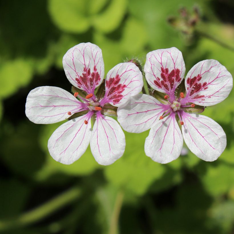 Erodium pelargoniflorum Sweetheart em sementes (Floração)
