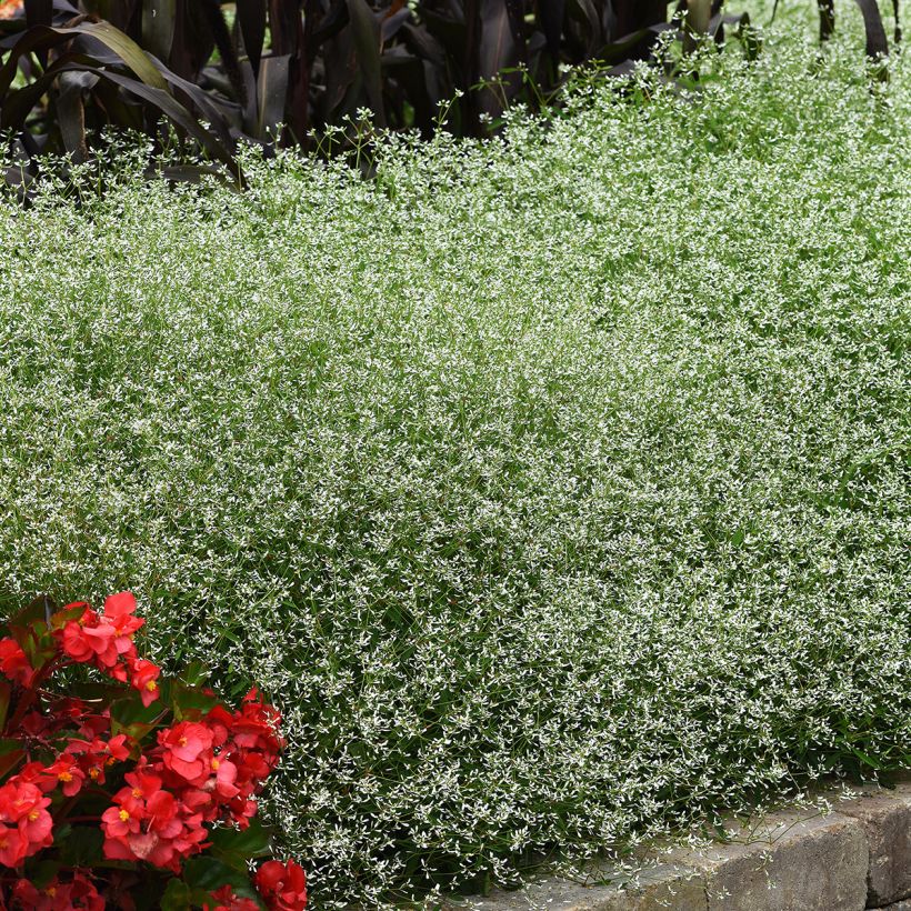 Sementes de Euphorbia Glamour (Hábito)