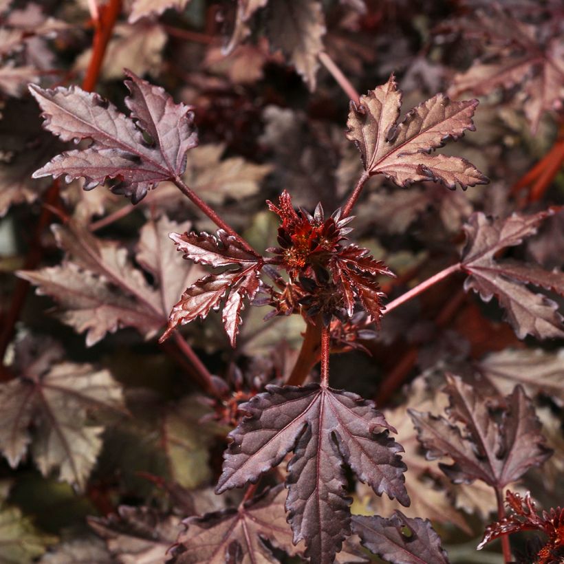Hibiscus acetosella Mahogany Splendor em sementes (Folhagem)