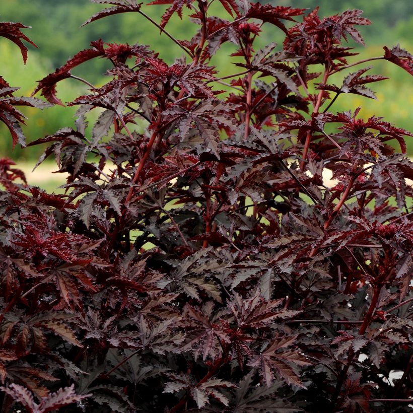 Hibiscus acetosella Mahogany Splendor em sementes (Hábito)