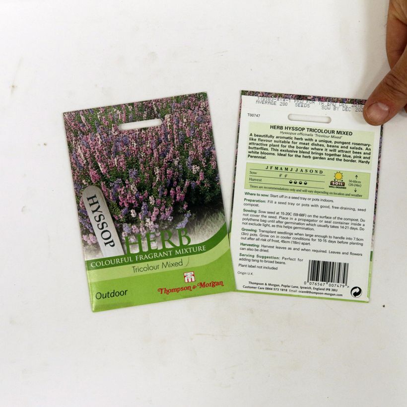 Exemplo de amostra de Graines d'Hysope officinale Tricolour Mixed - Hyssopus officinalis per pack of 200 seeds tal como entregue