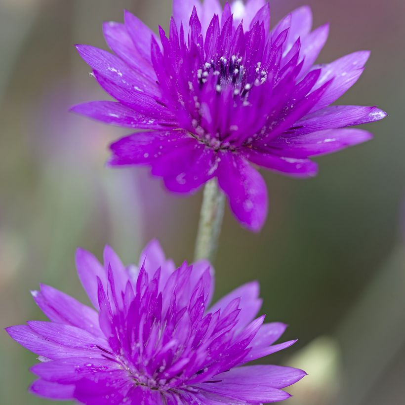 Xeranthemum annuum Superbissimum Purpureum em sementes (Floração)