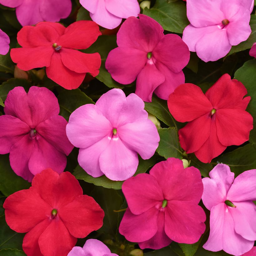 Alegria-do-lar Beacon F1 Otway Mix em sementes - Impatiens walleriana (Floração)