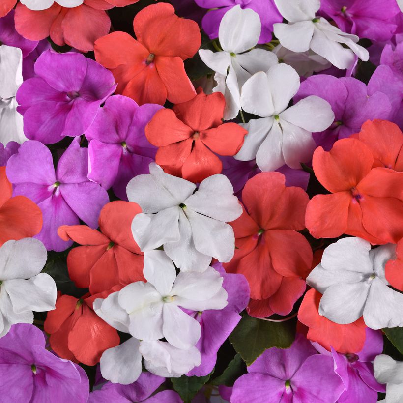Alegria-do-lar Pearl Island Mix em sementes - Impatiens walleriana (Floração)