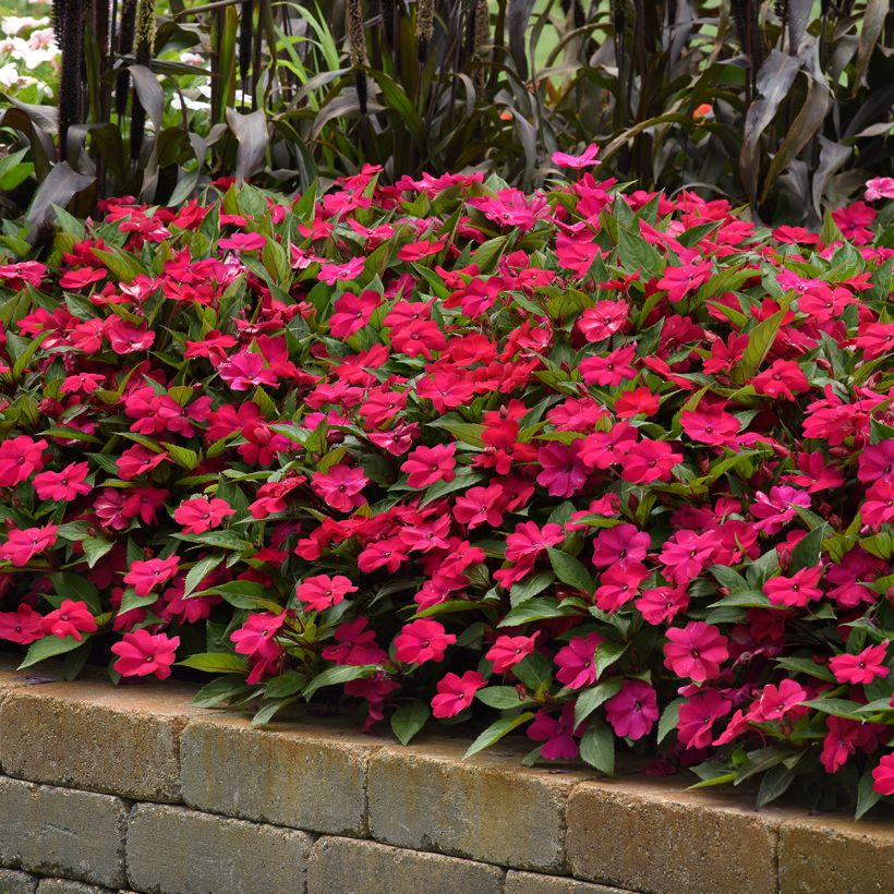 Alegria-da-casa Solarscape Magenta Bliss em sementes - Impatiens (Hábito)