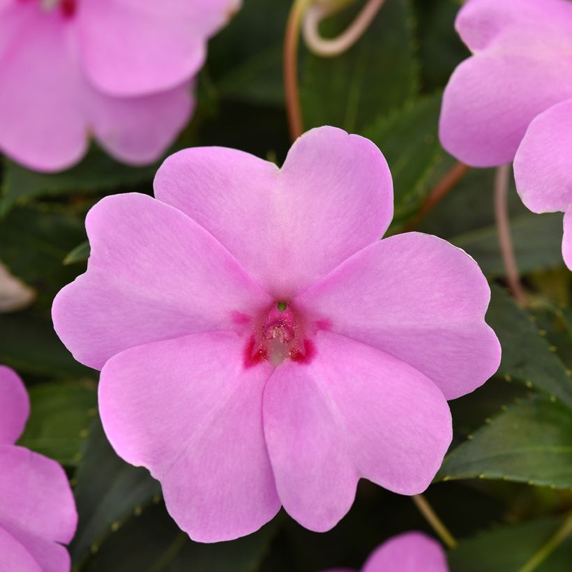 Alegria-da-casa Solarscape XL Lilac Spark em sementes - Impatiens (Floração)