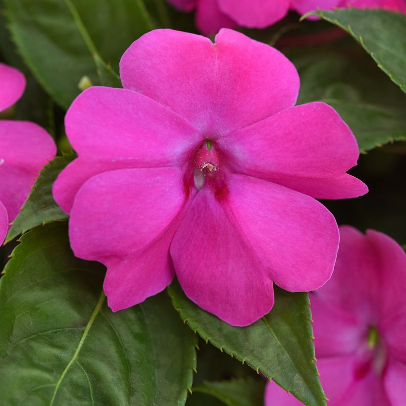 Alegria-da-casa Solarscape XL Pink Jewel em sementes - Impatiens (Floração)