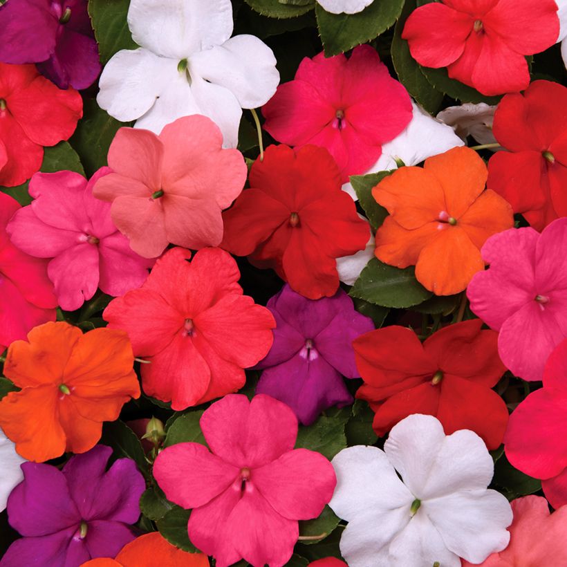 Alegria-do-lar Beacon Mix em sementes - Impatiens walleriana (Floração)