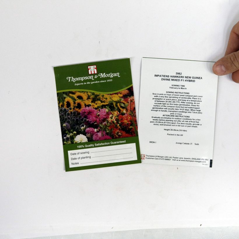 Exemplo de amostra de Graines d’Impatiens de Nouvelle Guinée Divine - Impatiens x hawkeri per pack of 15 seeds tal como entregue