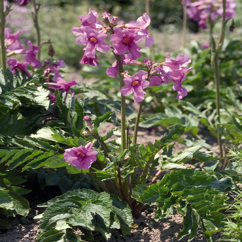 Incarvillea delavayi Deli Rose em sementes (Hábito)