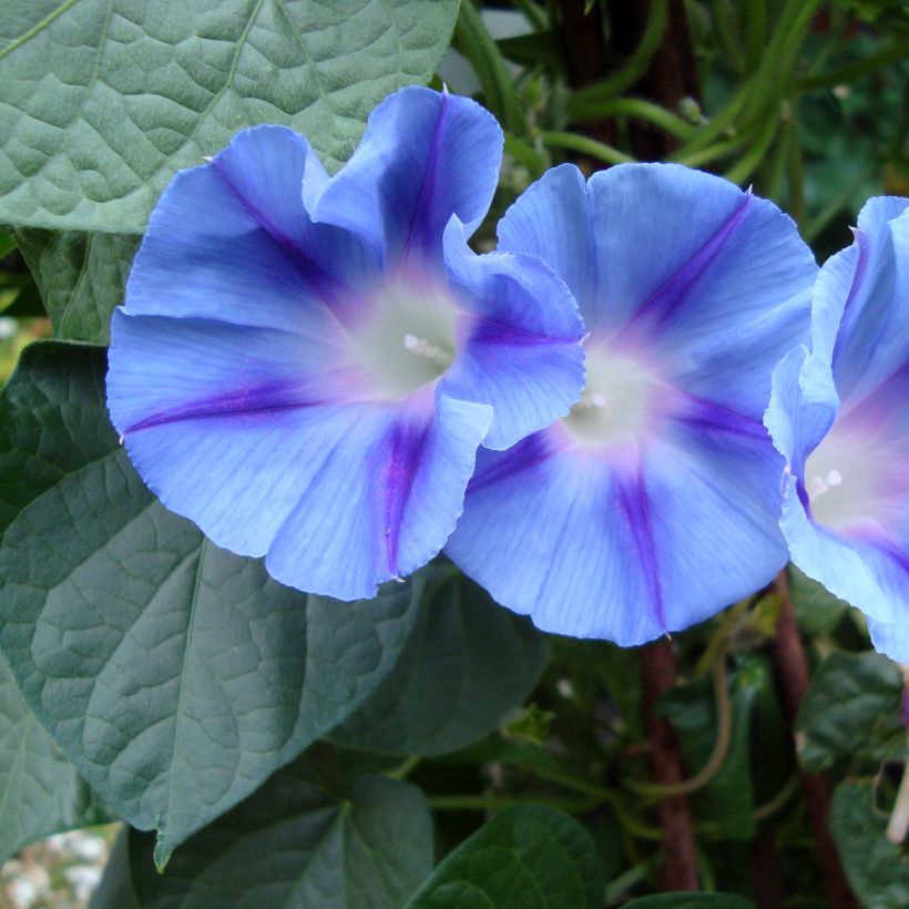 Glória da manhã Dacapo Light Blue em sementes (Floração)