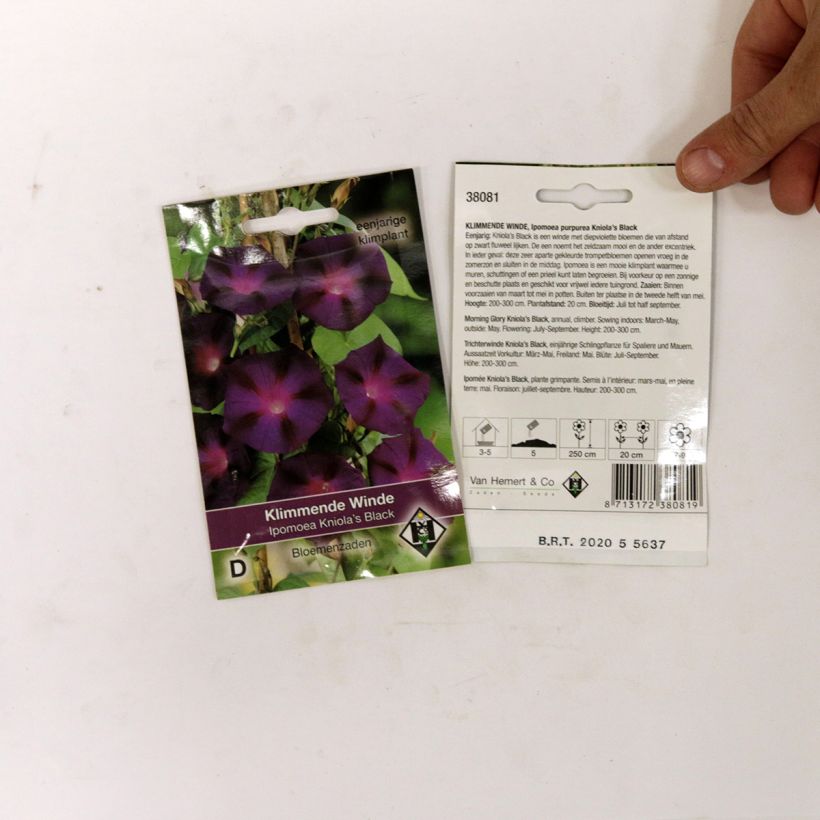 Exemplo de amostra de Graines d'Ipomée Kniola's Black - Ipomoea purpurea per pack of 80 seeds (2g) tal como entregue