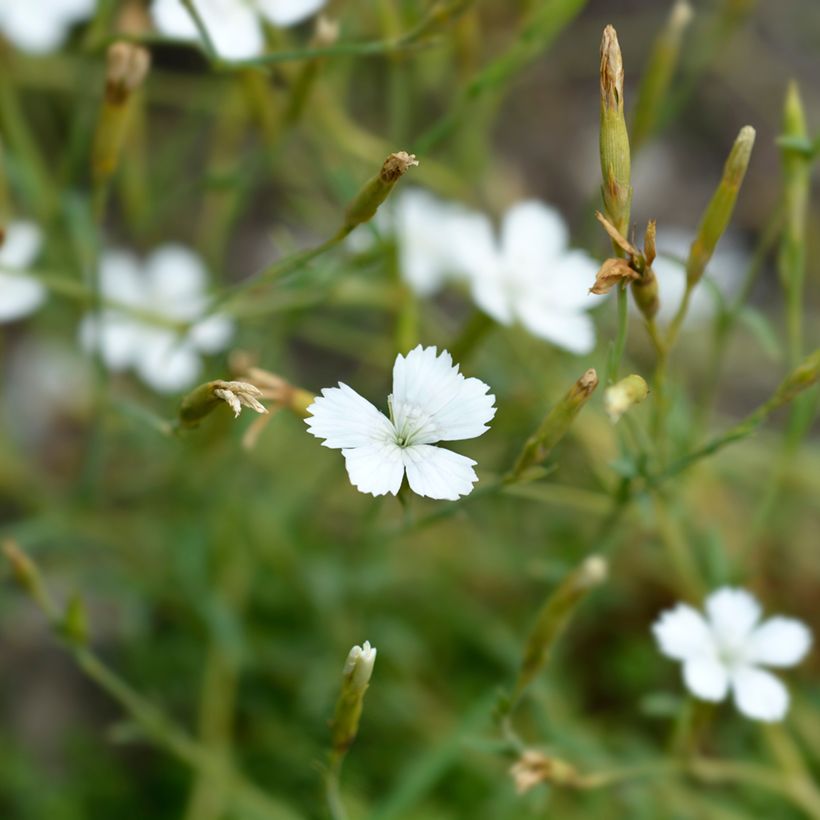 Sementes de Dianthus deltoides Albus (Floração)