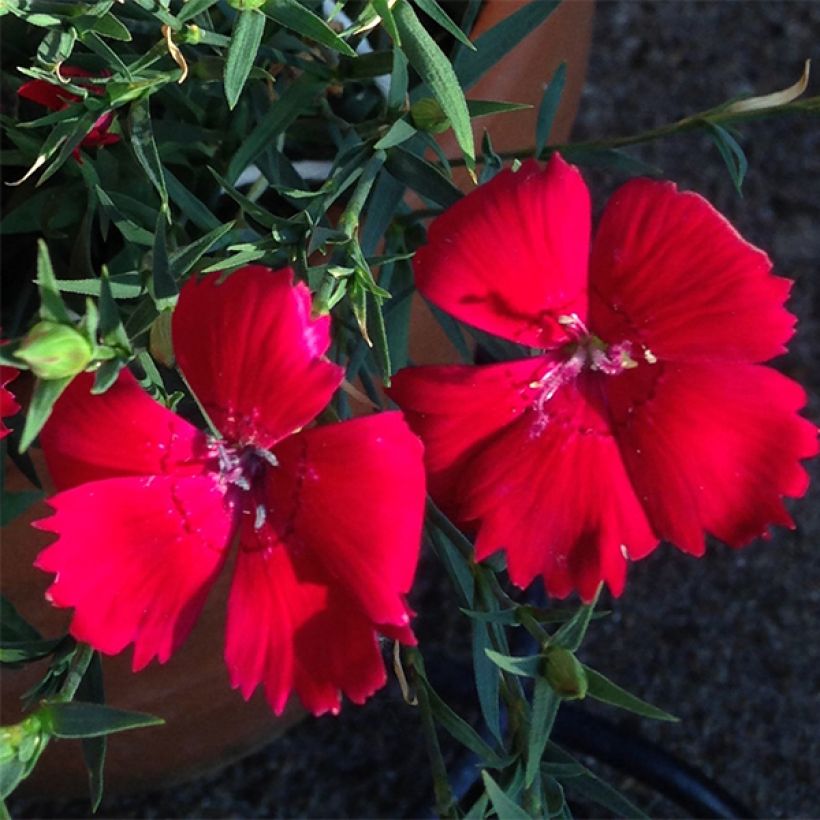 Sementes de Dianthus deltoides Brilliancy (Floração)
