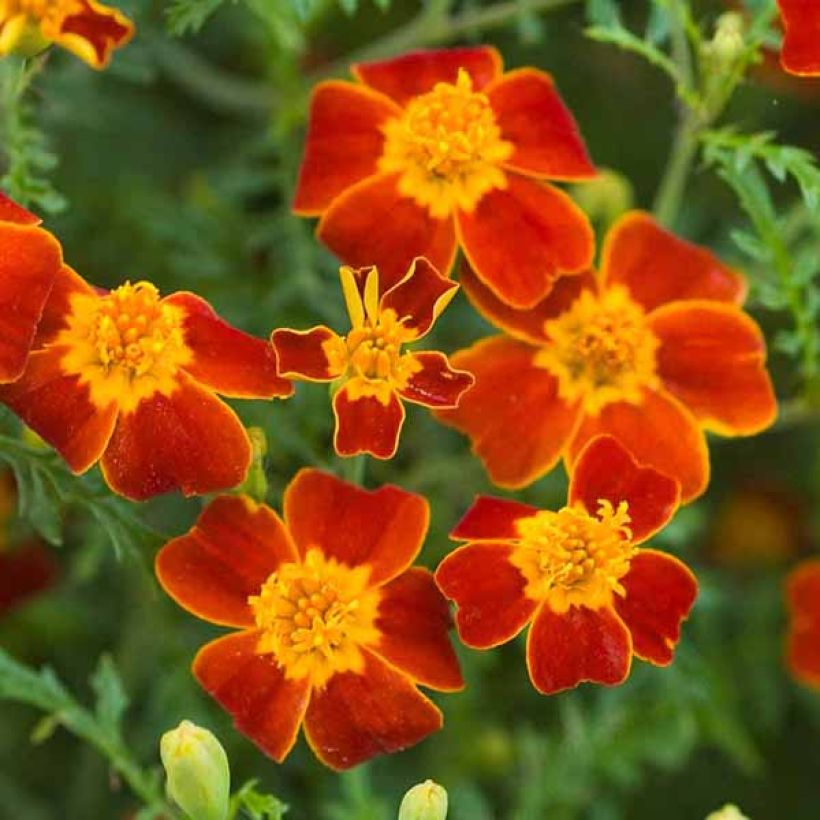 Cravo-túnico anão Paprika em sementes - Tagetes tenuifolia (Floração)