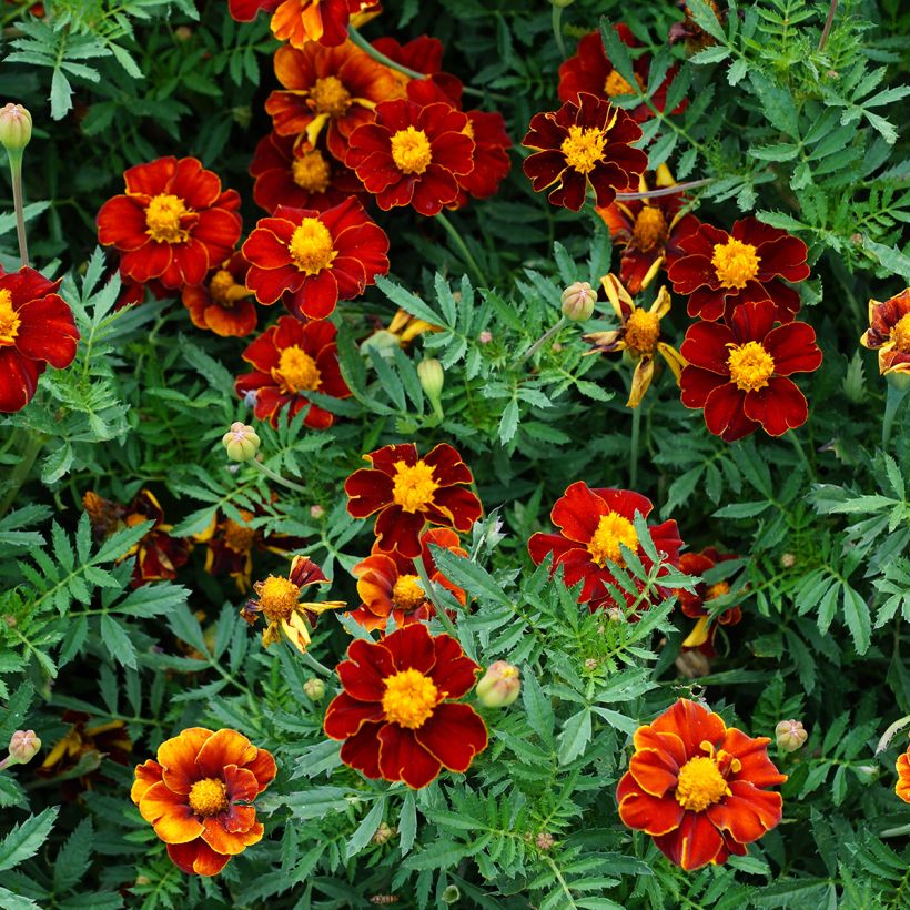 Cravo-túnico Red Knight em sementes - Tagetes patula (Floração)