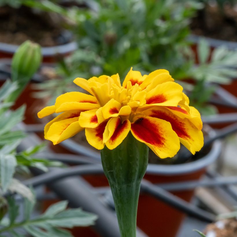Cravo-túnico Durango Bee F1 Hybrid em sementes - Tagetes patula (Floração)