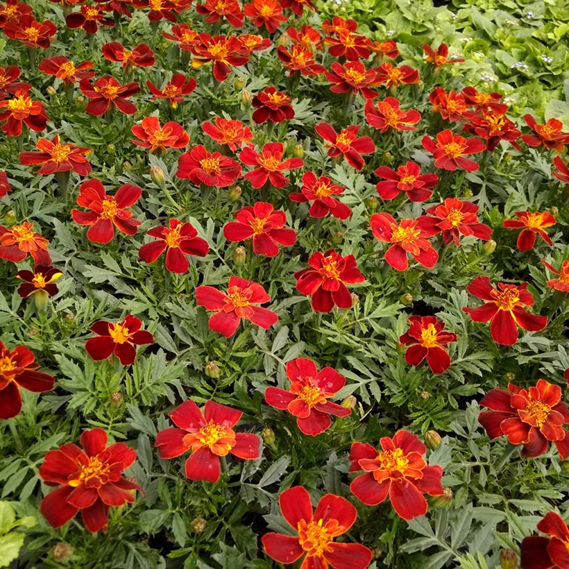 Cravo-túnico Durango Red em sementes - Tagetes patula (Floração)