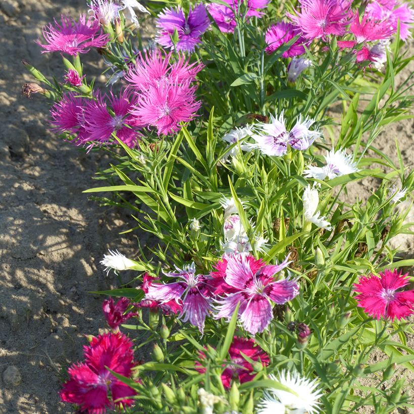 Sementes mistas de Dianthus superbus Spooky (Hábito)