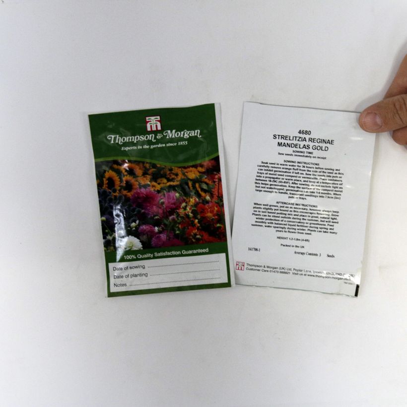 Exemplo de amostra de Graines d’Oiseau de Paradis jaune - Strelitzia reginae Mandela’s Gold die Tüte mit 3 Samen tal como entregue