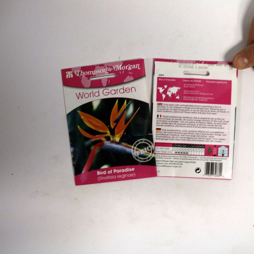 Exemplo de amostra de Graines d’Oiseau de Paradis nain - Strelitzia reginae Humilis die Tüte mit 4 Samen tal como entregue