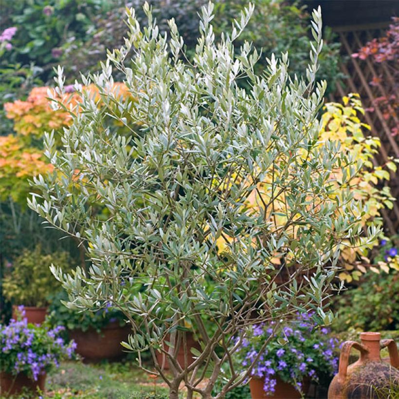 Olea europaea em sementes - Oliveira (Hábito)