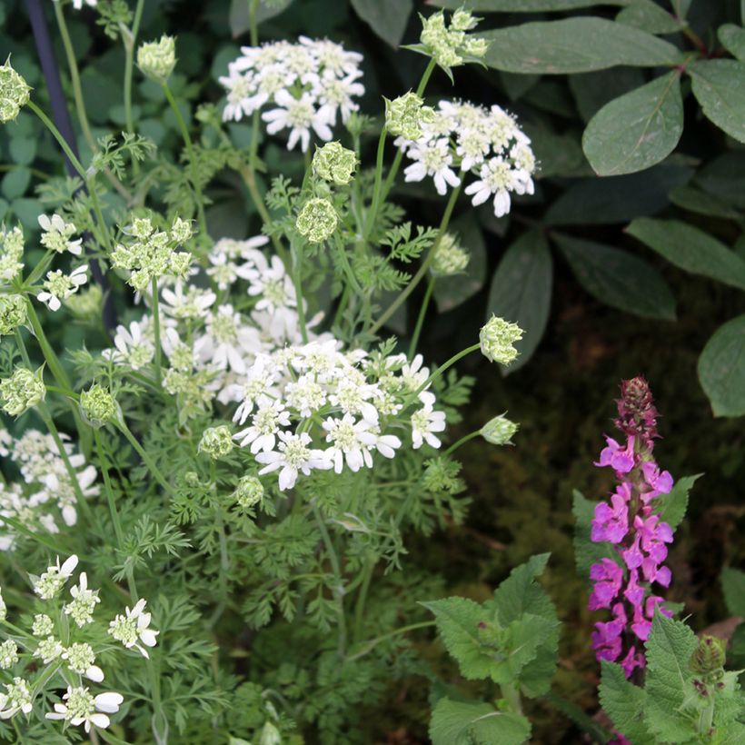 Orlaya grandiflora em sementes (Hábito)