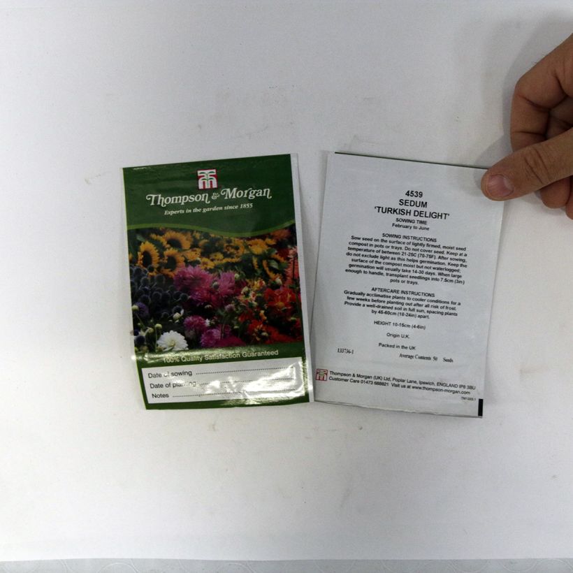 Exemplo de amostra de Graines de Sedum ussuriense Turkish Delight - Orpin die Tüte mit 50 Samen tal como entregue