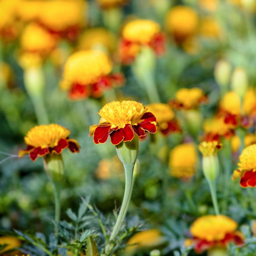 Cravo-túnico Tiger Eyes em sementes - Tagetes patula (Floração)