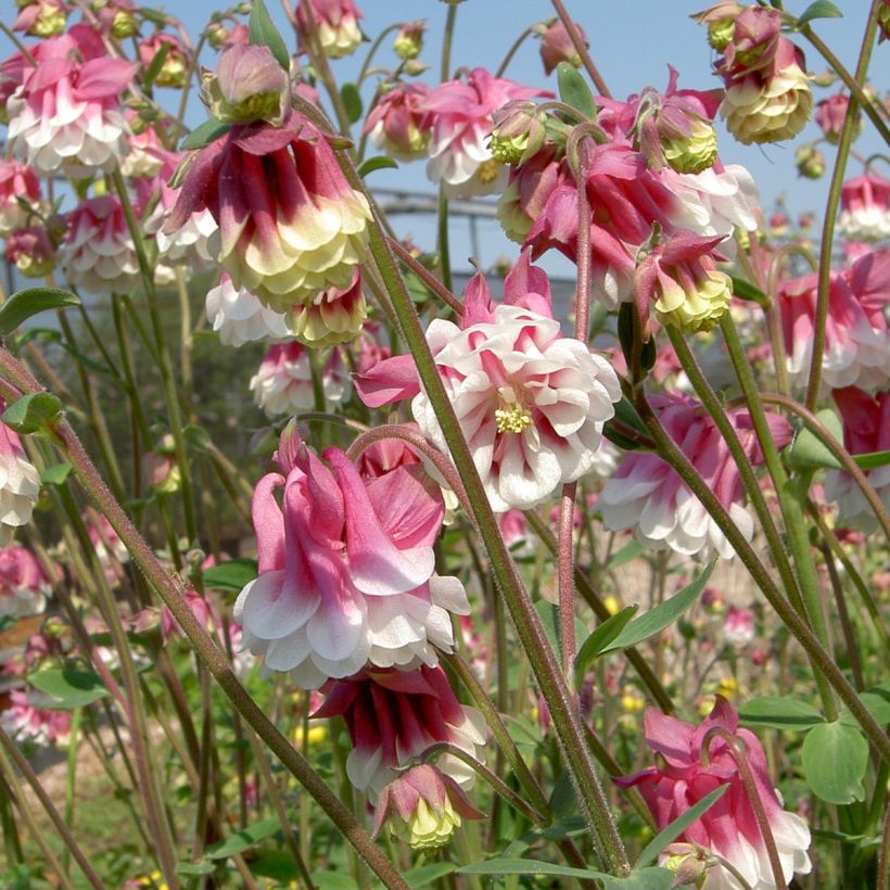 Aquilégia vulgaris Pink Petticoat em sementes (Floração)