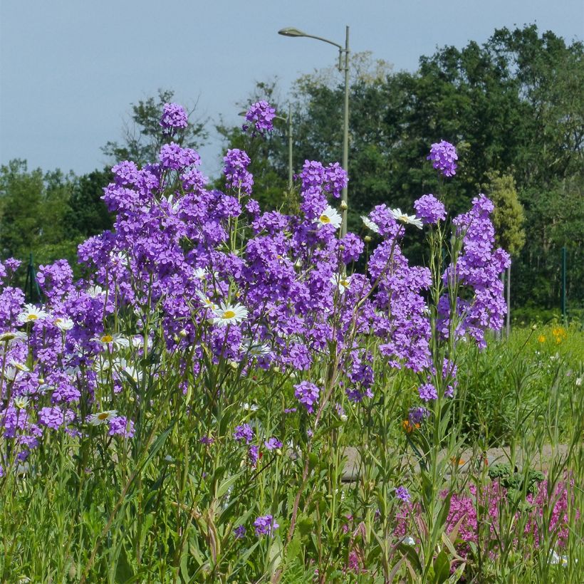 Hesperis matronalis em sementes (Hábito)