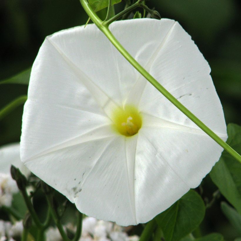 Ipomoea alba em sementes (Floração)