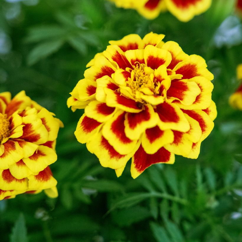 Cravo-túnico Mango Tango em sementes - Tagetes erecta (Floração)