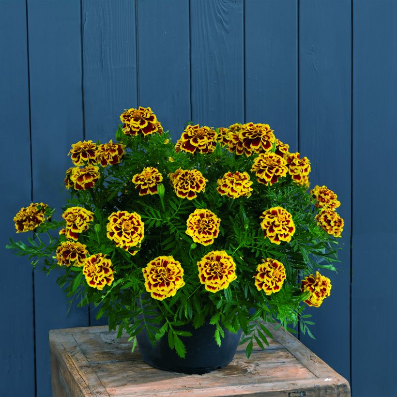 Cravo-túnico Mango Tango em sementes - Tagetes erecta (Hábito)