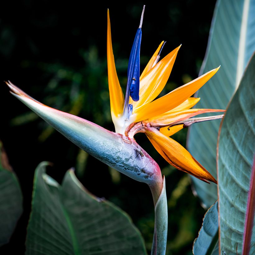 Strelitzia reginae Mandela's Gold em sementes (Floração)