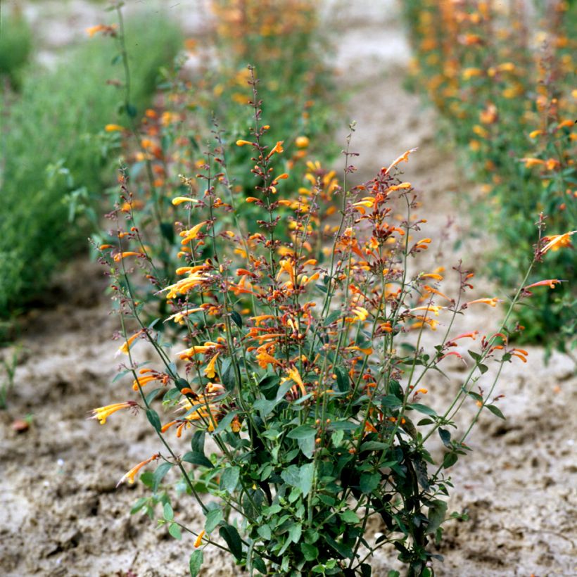 Agastache aurantiaca Navajo Sunset em sementes (Hábito)