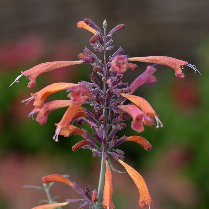 Agastache rupestris Apache Sunset em sementes (Floração)
