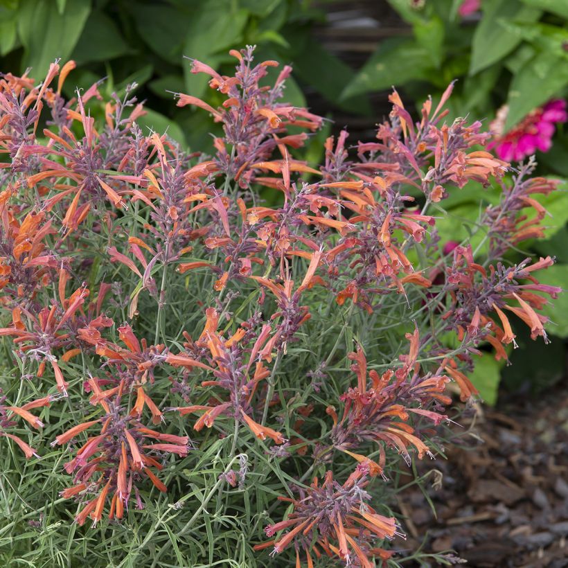 Agastache rupestris Apache Sunset em sementes (Hábito)