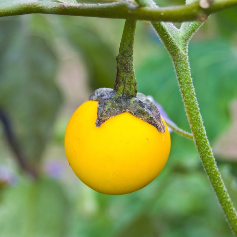 Solanum melongena Thai Yellow Egg em sementes (Colheita)