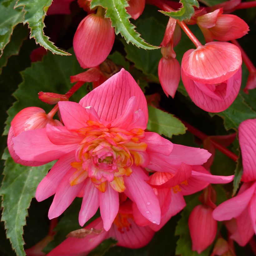 Begónia Funky Light Pink F1 em sementes (Floração)