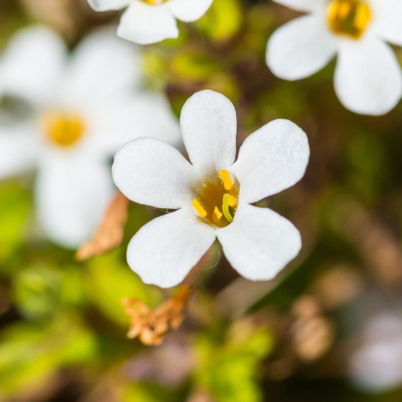 Bacopa cordata Snowtopia White em sementes (Floração)